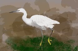Little egret